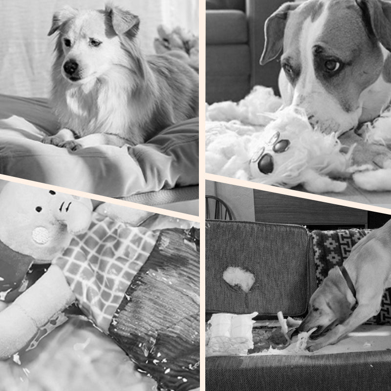 📢📢50% OFF !! ⏰Interactive bouncing ball specially designed for dogs.
