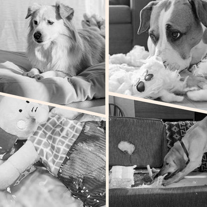 📢📢50% OFF !! ⏰Interactive bouncing ball specially designed for dogs.