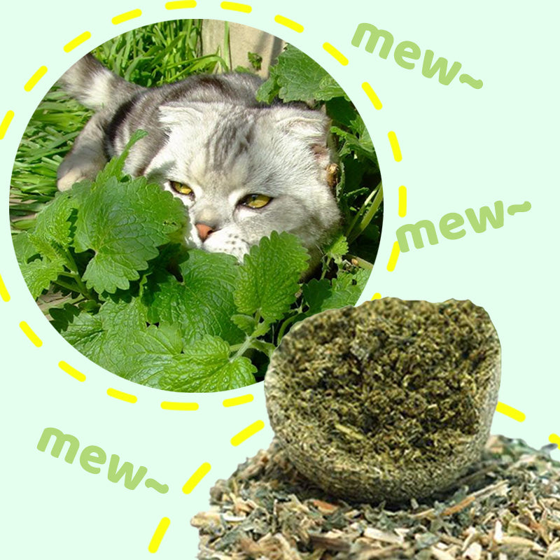 🐱🌿 GIANT NATURAL CATNIP BALL 10 cm – 50% OFF! Chew Toy for Cats, Interactive Catnip Toy, Relieves Stress and Cleans Teeth! 🧶✨